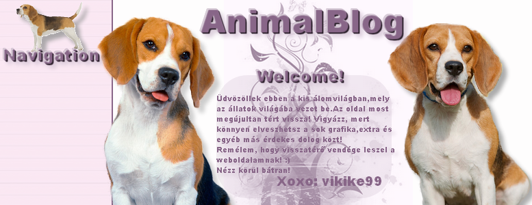 >>AnimalBlog<< 